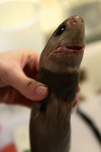 Illustration for article titled Cookie-Cutter Sharks Have Been Known to Attack Submarines